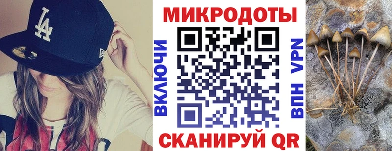 закладка  Ахтырский  Псилоцибиновые грибы Psilocybine cubensis 